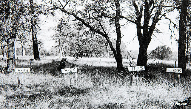 Negro Hill Cemetery before being flooded by Folsom Lake - 1950s